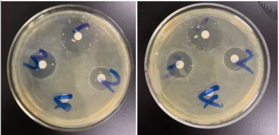本次试验针对大肠杆菌引起的包心包肝之类的疾病所采取的病料.
