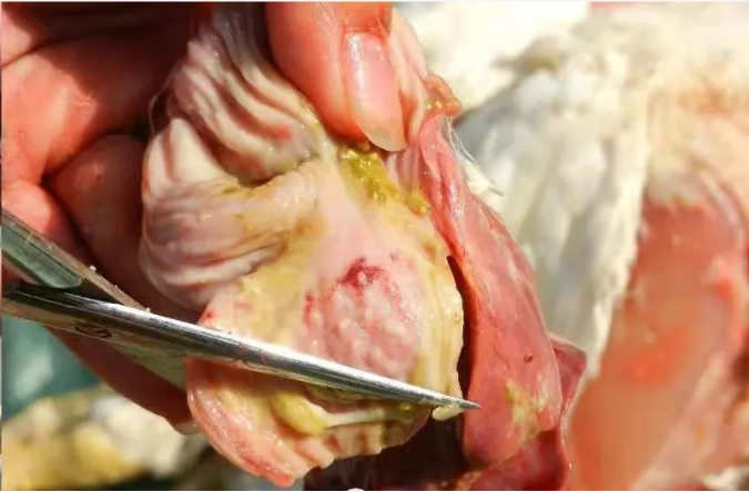 蛋鸡肌腺胃炎经典治疗法 - 河北维尔利动物药业集团有限公司—新版