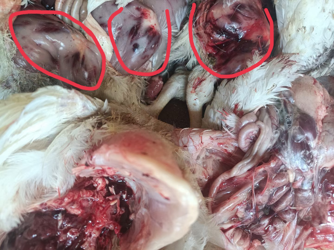 鸡传染性法氏囊病症状图片